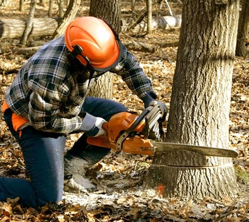 Tree Removal in Marlton, NJ